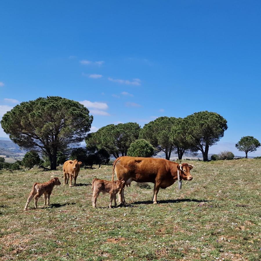 Agriturismo Il Drago Mirabella Imbaccari Exterior foto