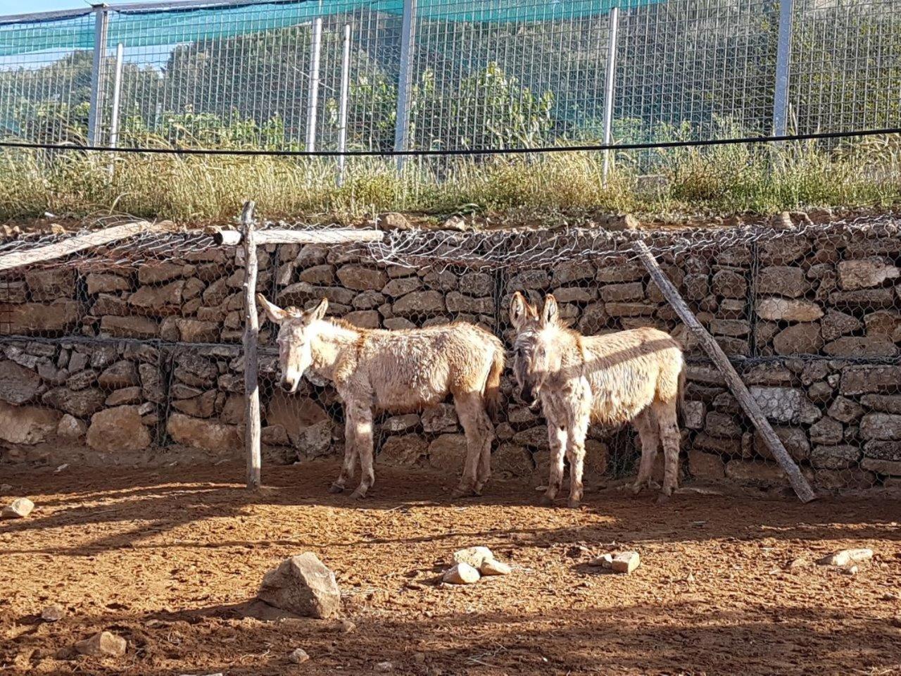 Agriturismo Il Drago Mirabella Imbaccari Exterior foto