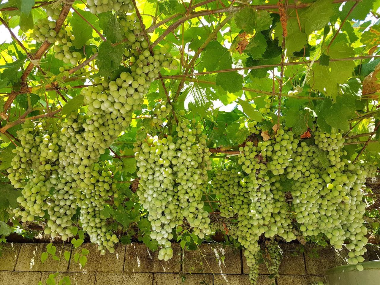 Agriturismo Il Drago Mirabella Imbaccari Exterior foto